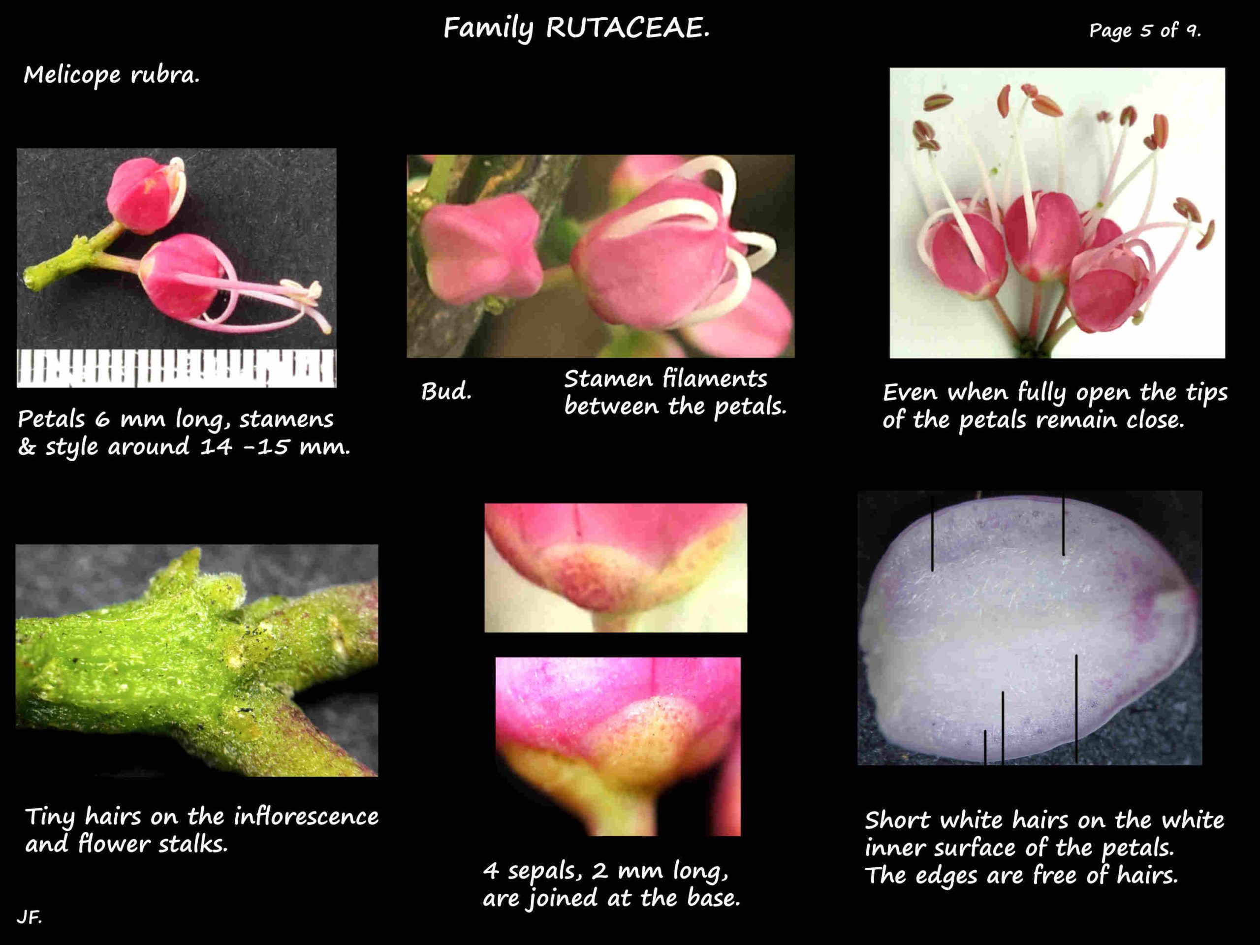 5 Sepals & petals of a Melicope rubra flower